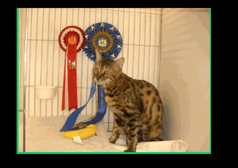 bengal kittens for sale, bengal cats